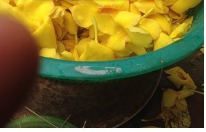 Hoa vàng anh